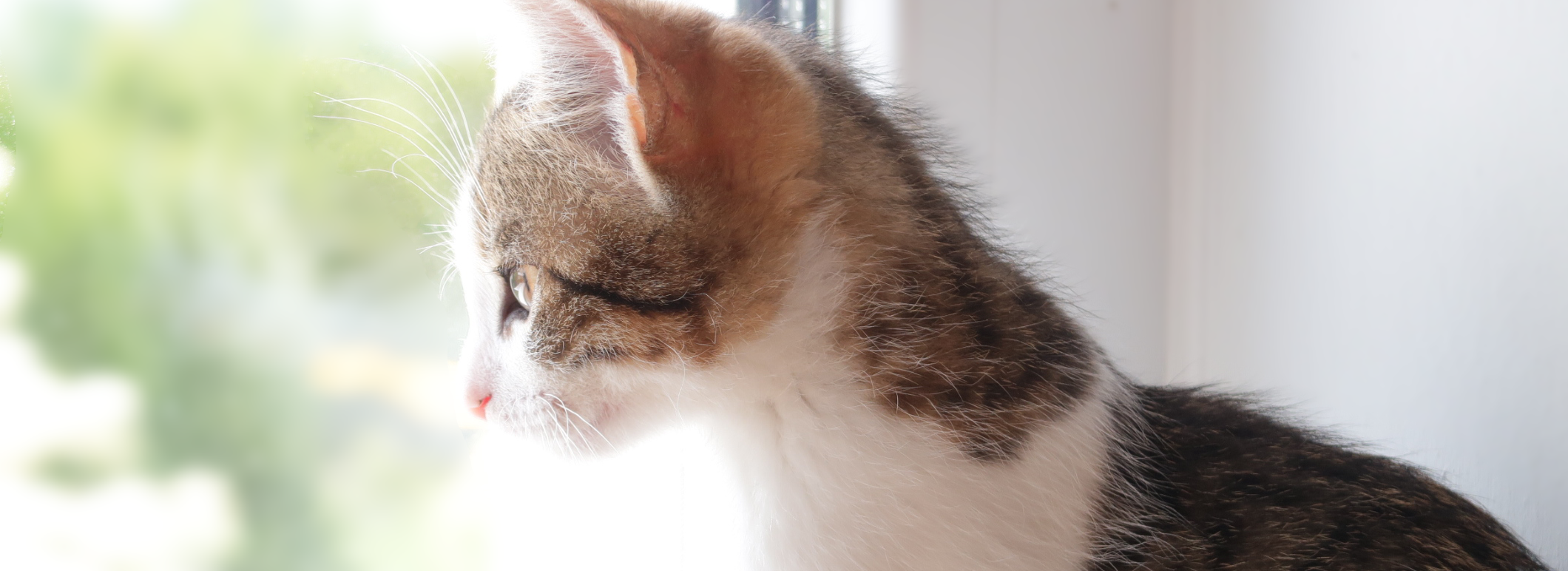 Katze blickt aus Fenster
